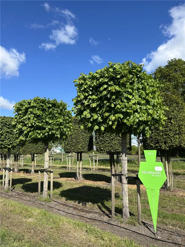 Tilia europaea 'Pallida'