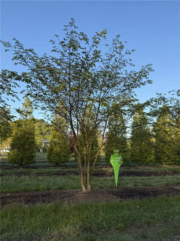 Prunus subhirtella 'Accolade'