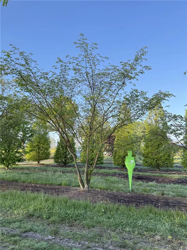 Prunus subhirtella 'Accolade'