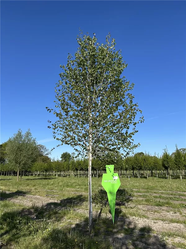 Betula jacquemontii
