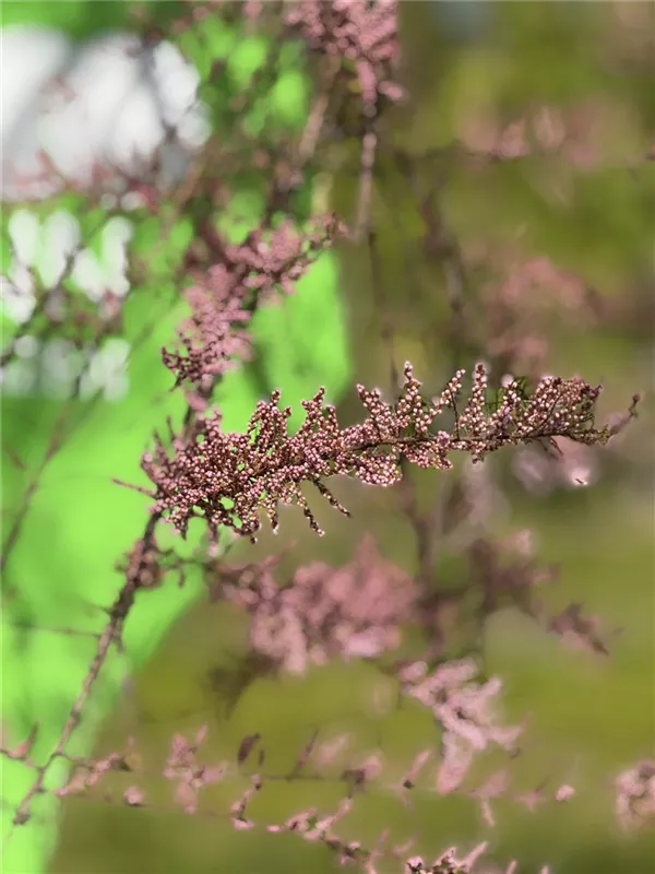 Tamarix ramosissima 'Pink Cascade'