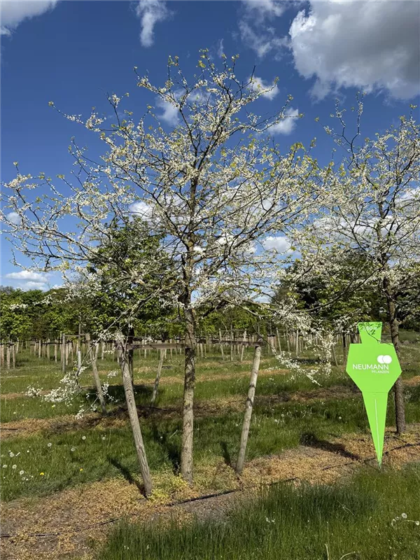 Cercis siliquastrum 'Alba'