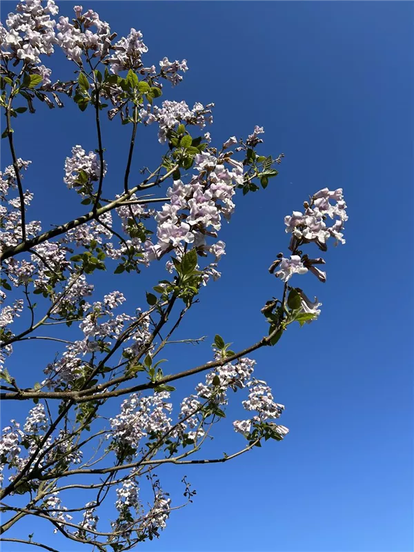 Paulownia tomentosa