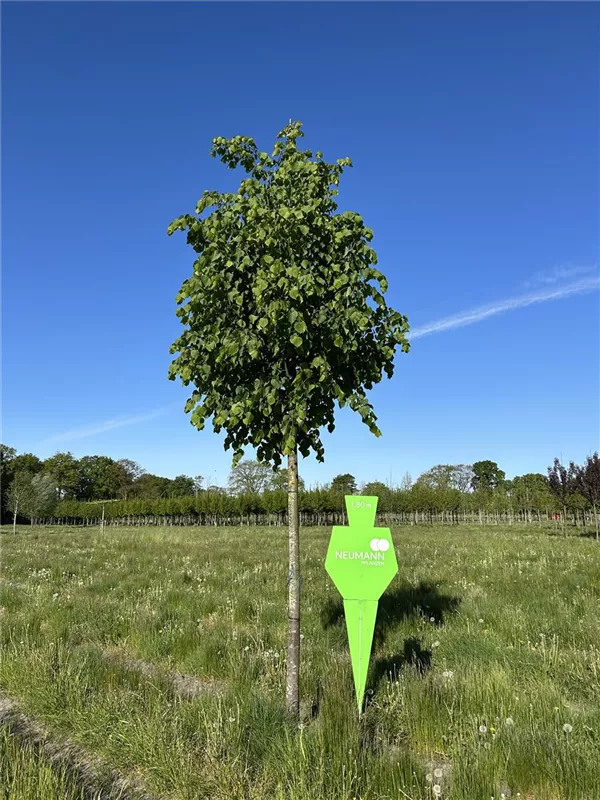 Tilia cordata 'Greenspire'