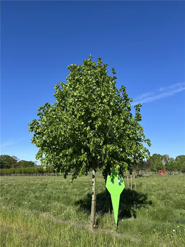 Tilia europaea 'Pallida'