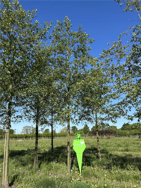 Alnus glutinosa