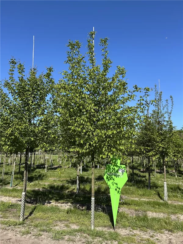 Carpinus betulus
