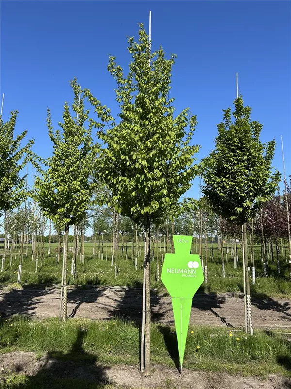 Carpinus betulus 'Frans Fontaine'