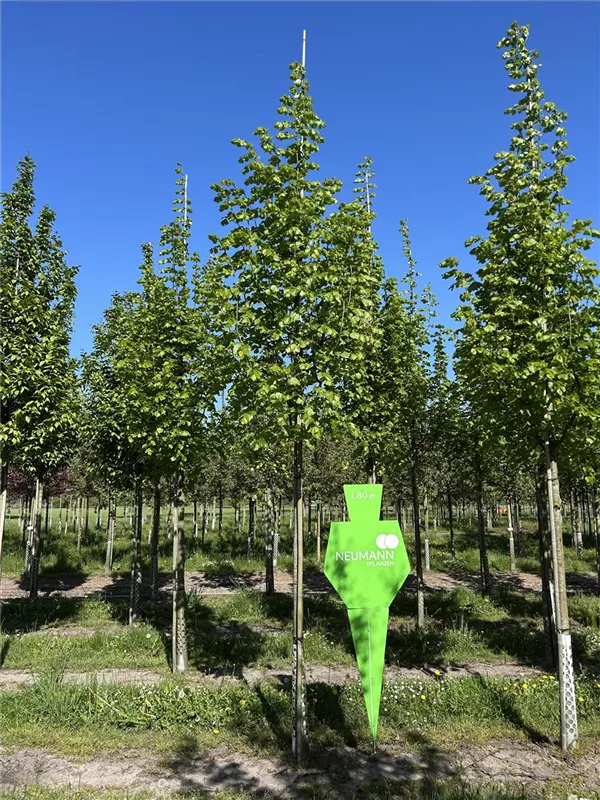 Tilia cordata 'Rancho'