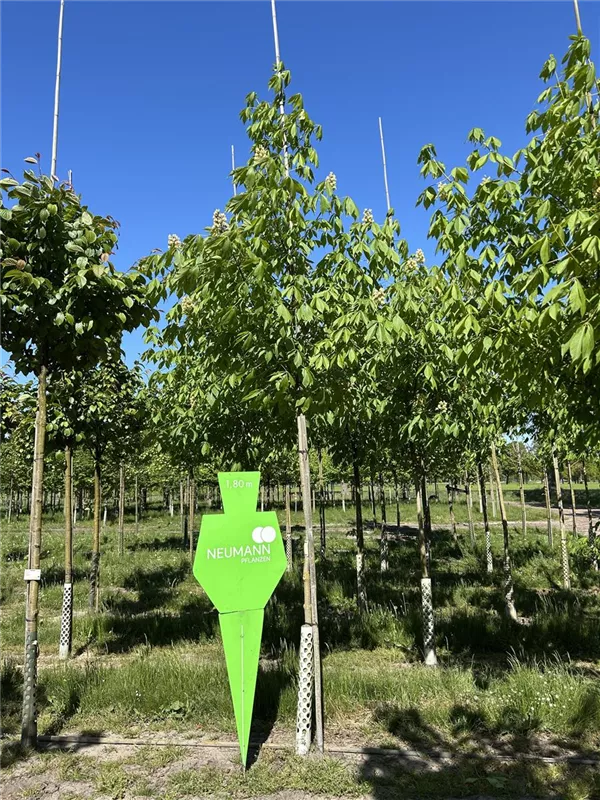 Aesculus flava 'Vestita'