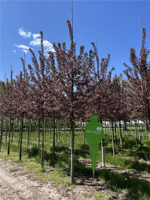 Malus 'Scarlet'