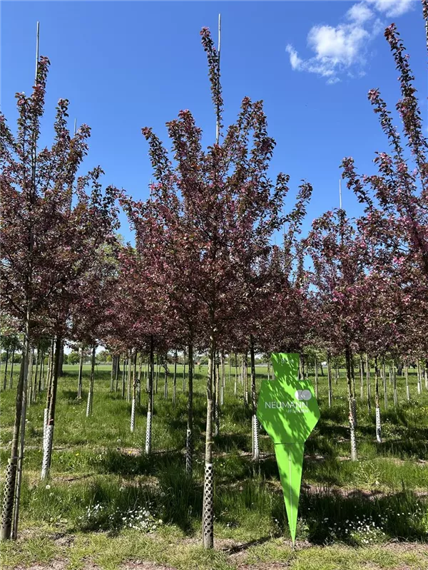 Malus 'Scarlet'