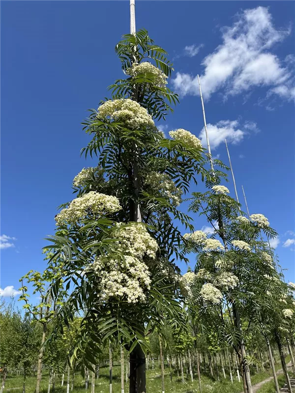 Sorbus 'Dodong'