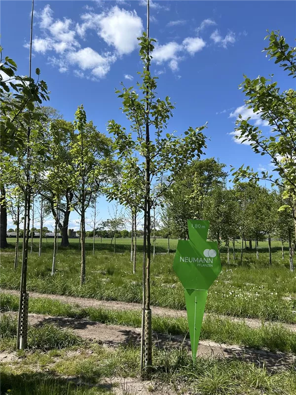 Sorbus intermedia 'Brouwers'