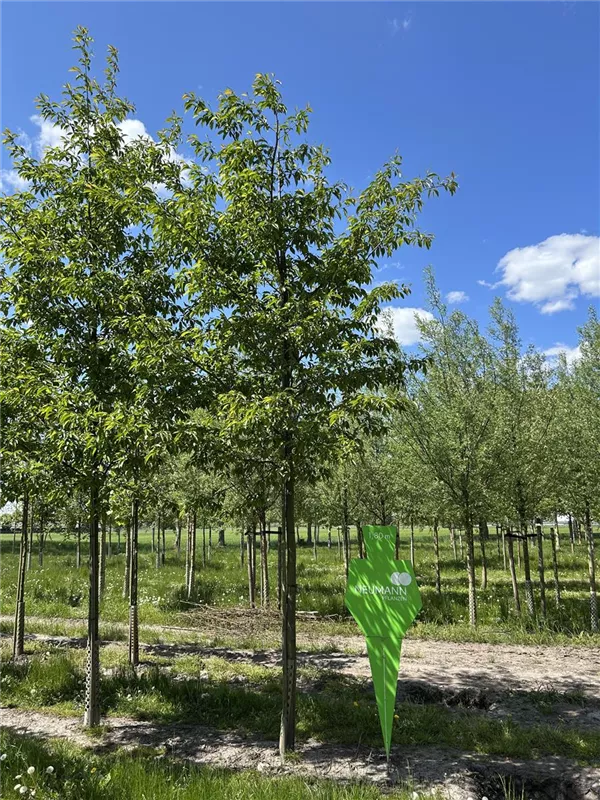 Alnus spaethii