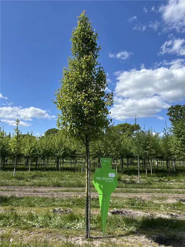 Pyrus calleryana 'Chanticleer'