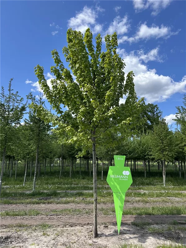 Acer rubrum 'October Glory'
