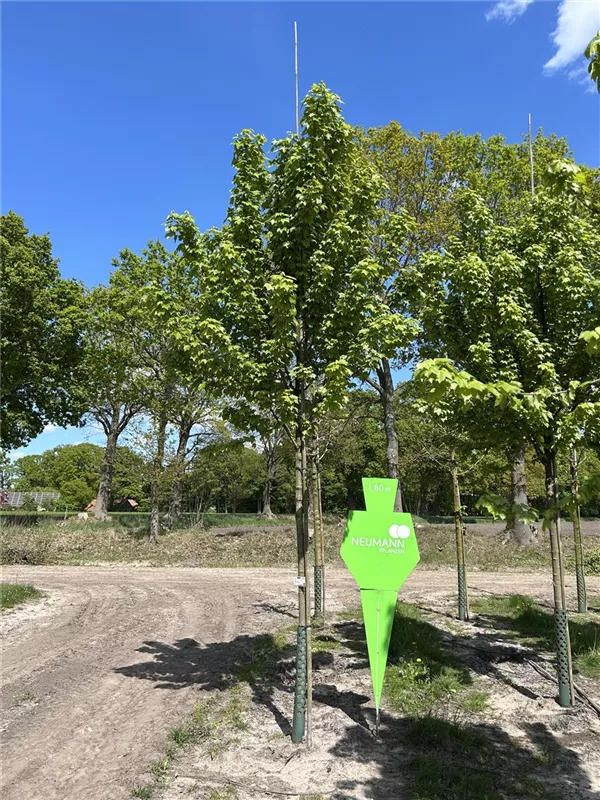 Acer rubrum 'Redpointe' -R- -S-