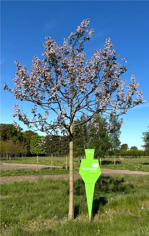 Paulownia tomentosa