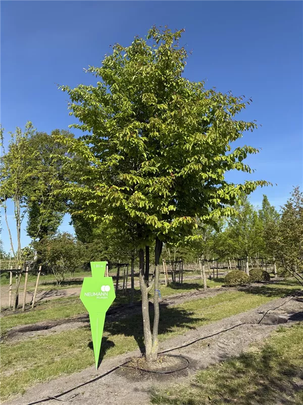 Parrotia persica 'Vanessa'