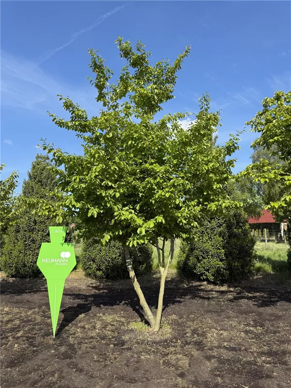 Parrotia persica