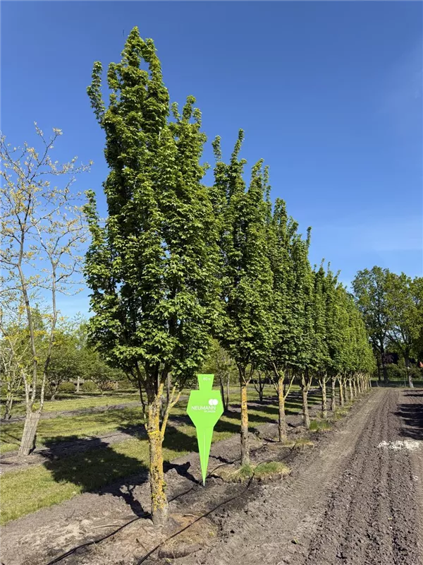 Acer campestre 'Green Column'
