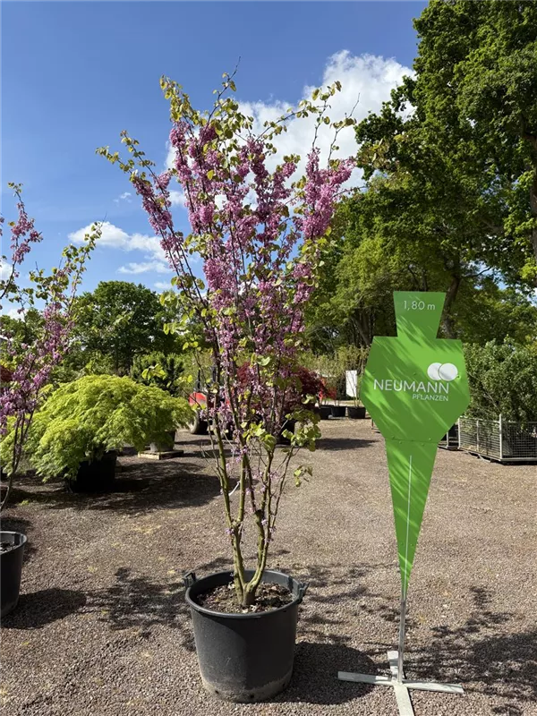 Cercis siliquastrum