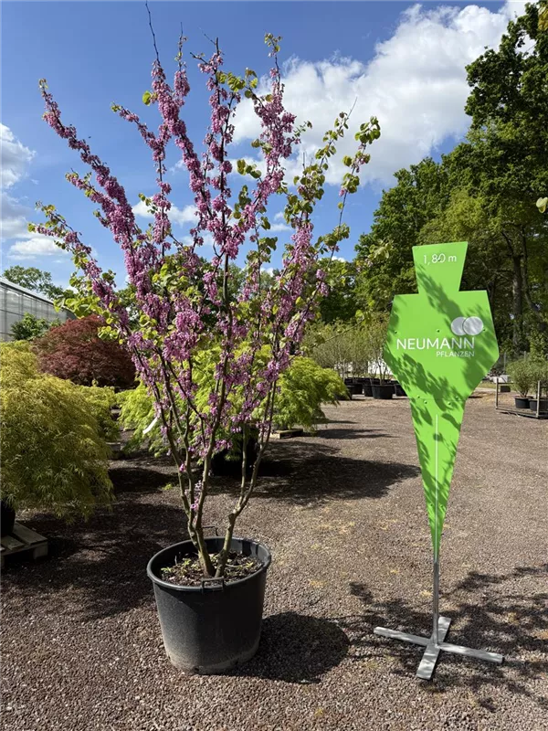 Cercis siliquastrum