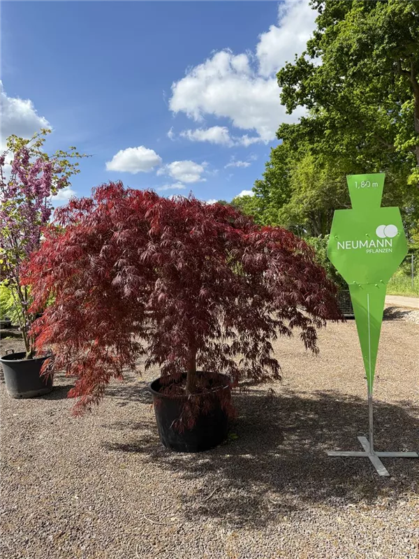 Acer palmatum 'Garnet'