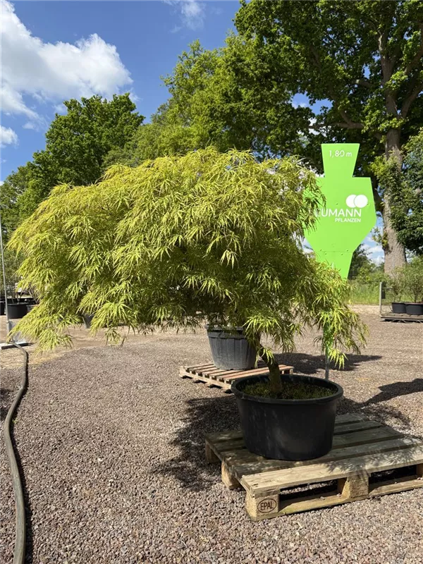 Acer palmatum 'Dissectum'