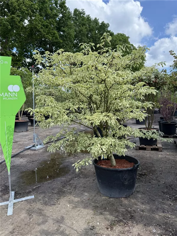 Cornus controversa 'Variegata'