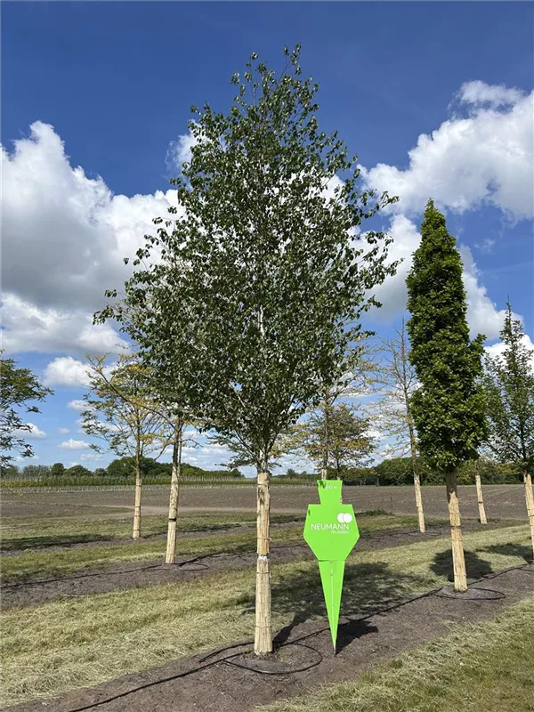 Betula jacquemontii