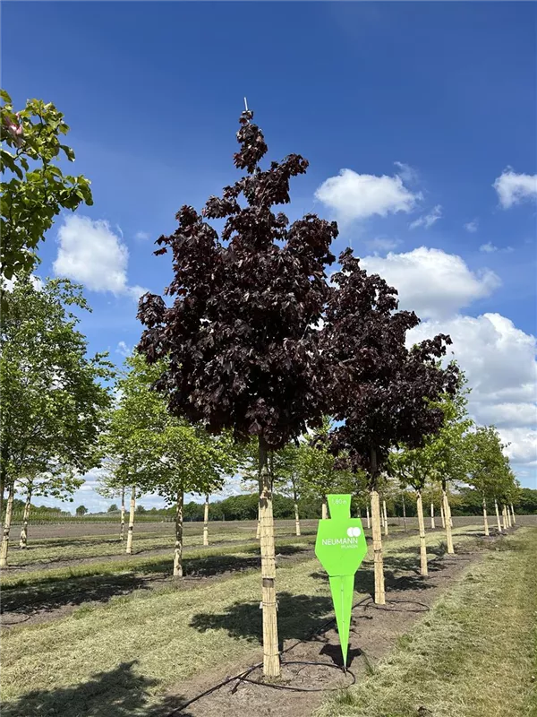 Acer platanoides 'Royal Red'
