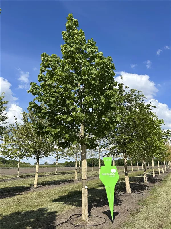 Acer platanoides 'Columnare'