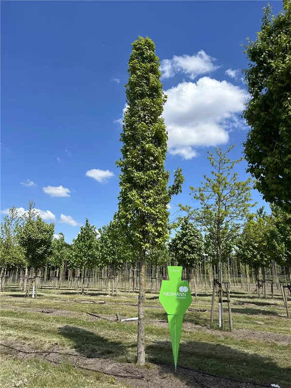 Liquidambar styracifl.'Slender Silhouette'