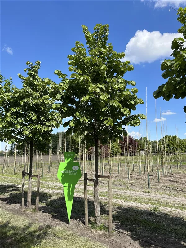 Tilia tomentosa 'Brabant'