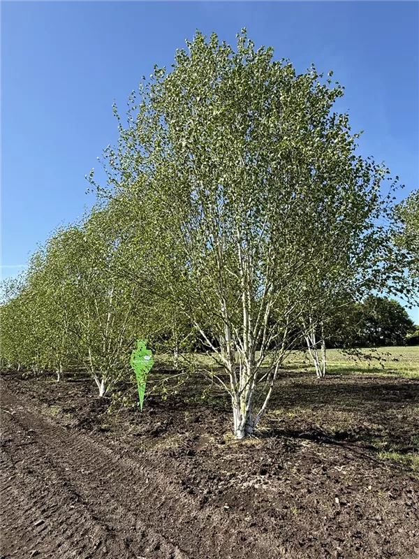 Betula jacquemontii