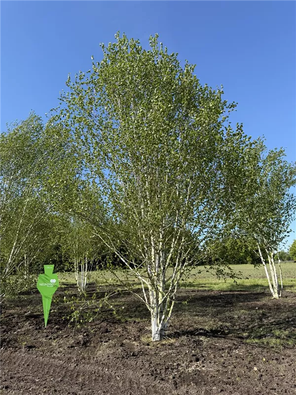 Betula jacquemontii