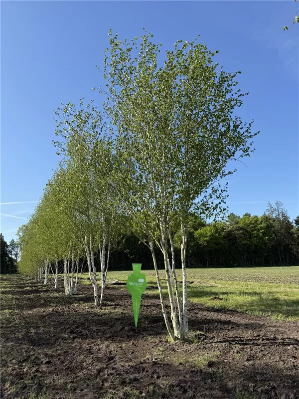 Betula jacquemontii