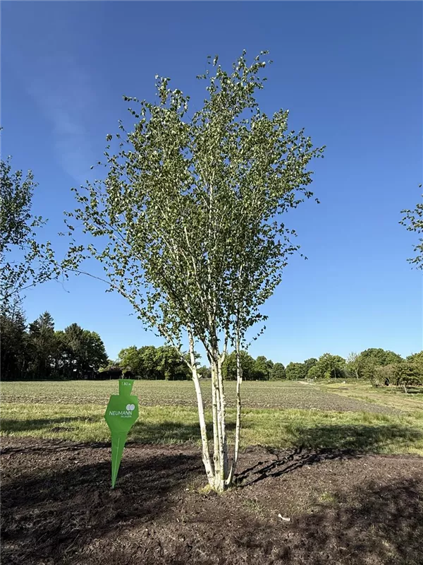Betula jacquemontii