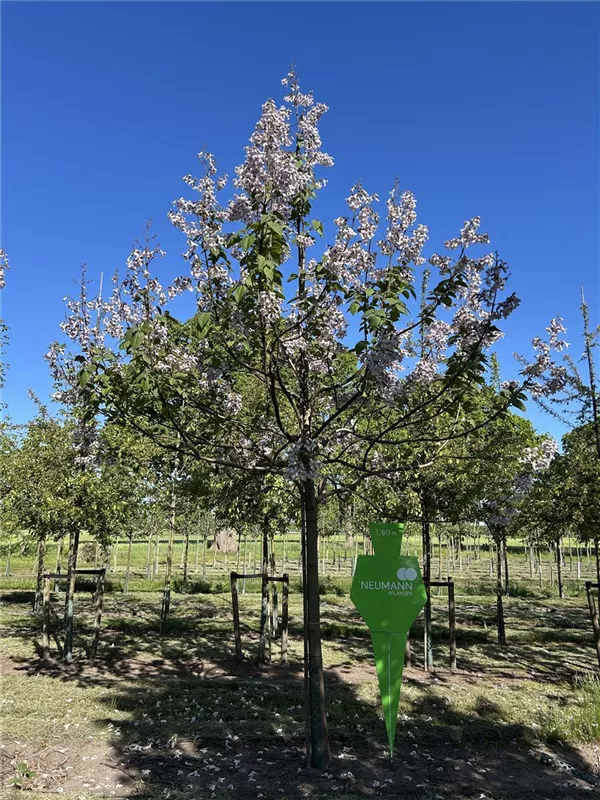 Paulownia tomentosa 'Hulsdonk'