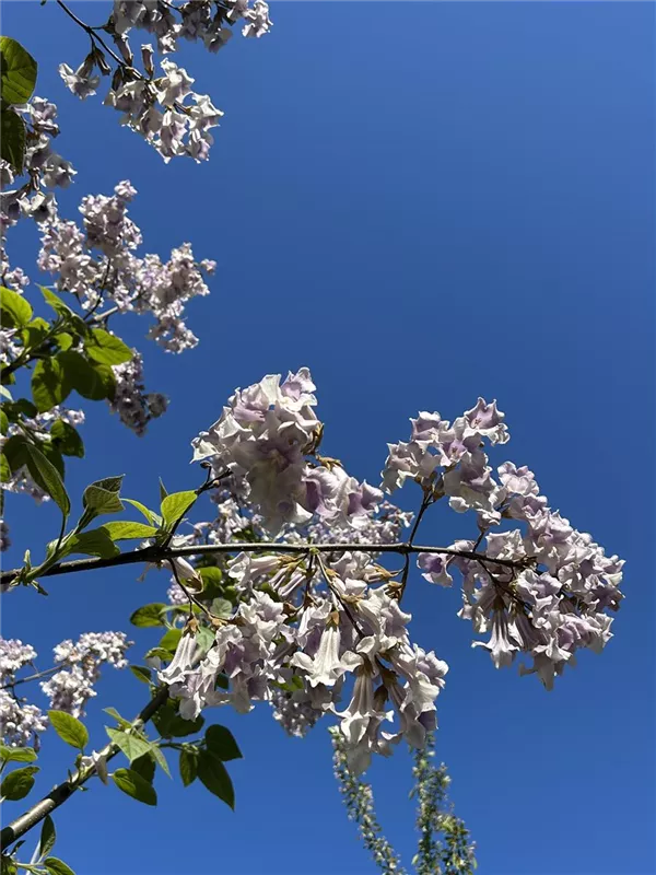 Paulownia tomentosa 'Hulsdonk'