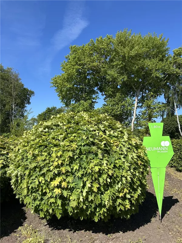 Acer platanoides 'Globosum'