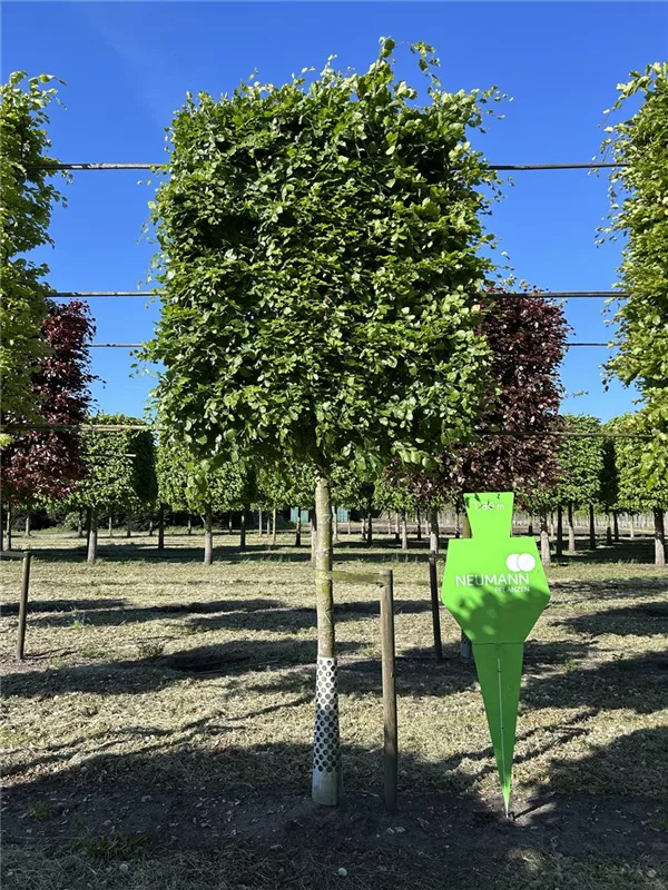 Fagus sylvatica