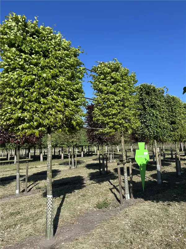 Fagus sylvatica