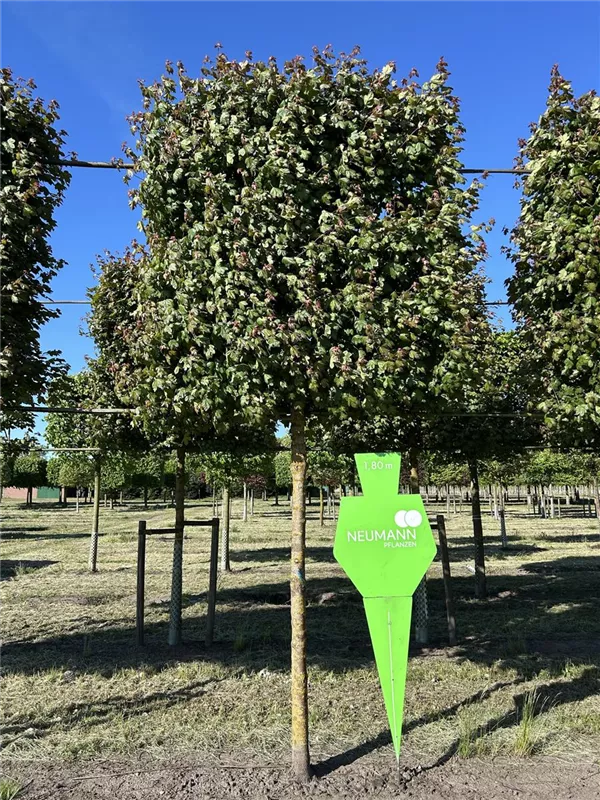 Acer campestre 'Red Shine'