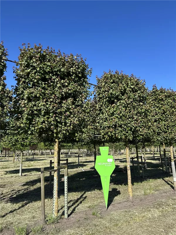 Acer campestre 'Red Shine'