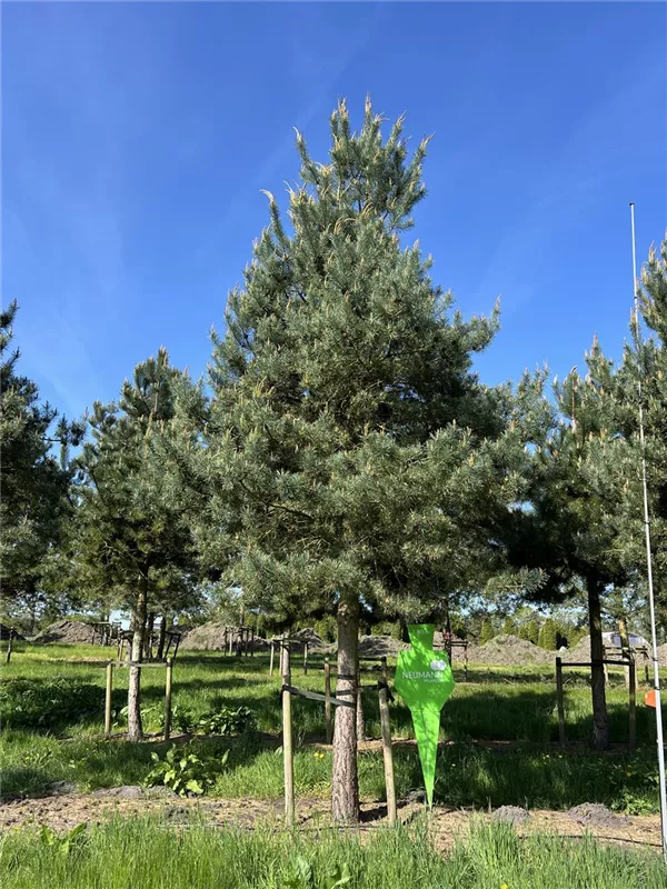 Pinus sylvestris