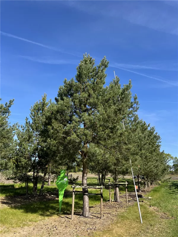 Pinus sylvestris