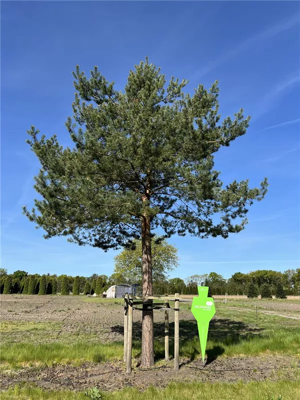 Pinus sylvestris